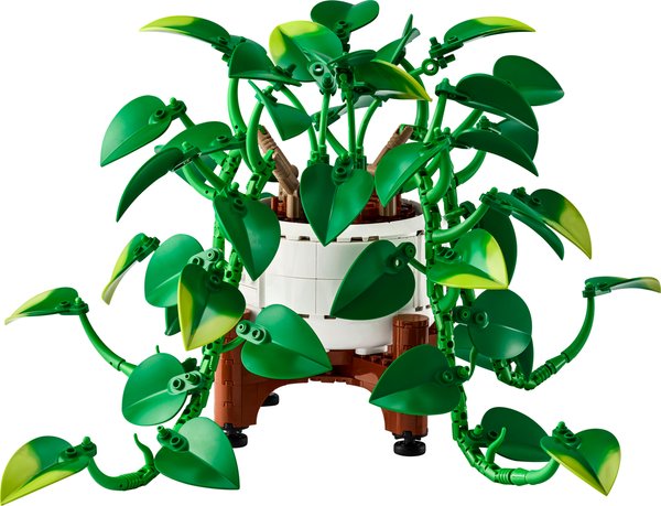 11512 Hanging Golden Pothos