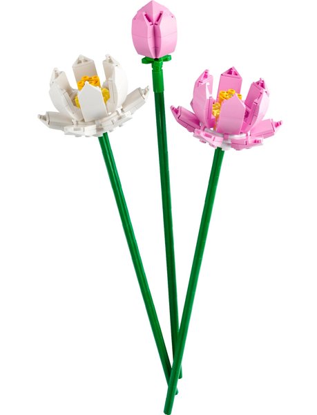 40647 Lotus Flowers