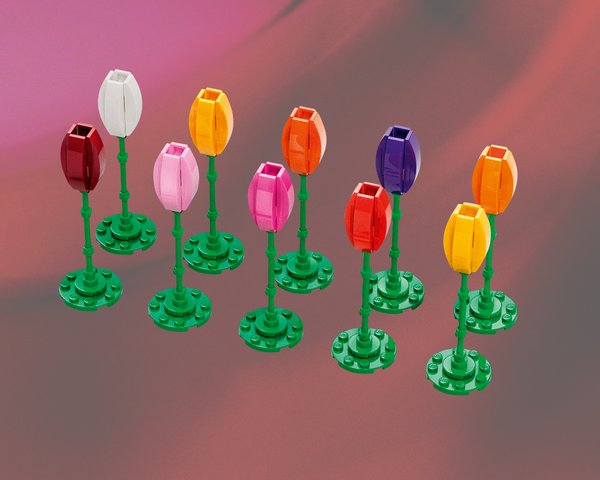6614218 Tulips