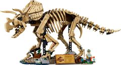 Dinosaurier-Fossilien: Triceratops