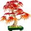 10348 Japanese Red Maple Bonsai Tree