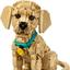 11384 Golden Retriever Welpe