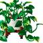 11512 Hanging Golden Pothos