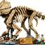 77985 Dinosaurier-Fossilien: Triceratops